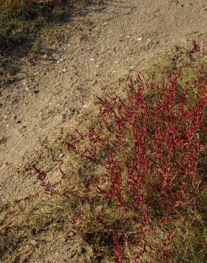 Fotografia 16 da espécie Salicornia ramosissima no Jardim Botânico UTAD