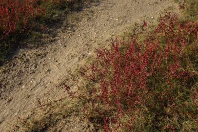 Fotografia da espécie Salicornia ramosissima