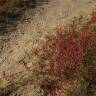 Fotografia 16 da espécie Salicornia ramosissima do Jardim Botânico UTAD