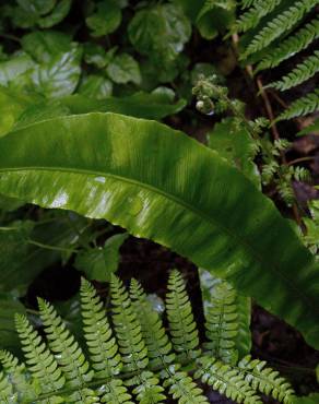 Fotografia 5 da espécie Phyllitis scolopendrium subesp. scolopendrium no Jardim Botânico UTAD