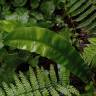 Fotografia 5 da espécie Phyllitis scolopendrium subesp. scolopendrium do Jardim Botânico UTAD