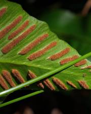 Fotografia da espécie Phyllitis scolopendrium