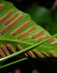 Phyllitis scolopendrium subesp. scolopendrium