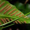 Fotografia 1 da espécie Phyllitis scolopendrium subesp. scolopendrium do Jardim Botânico UTAD