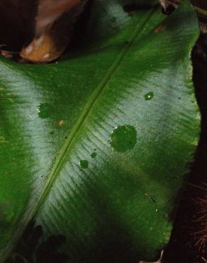 Fotografia 6 da espécie Phyllitis scolopendrium subesp. scolopendrium no Jardim Botânico UTAD
