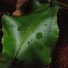 Fotografia 6 da espécie Phyllitis scolopendrium subesp. scolopendrium do Jardim Botânico UTAD
