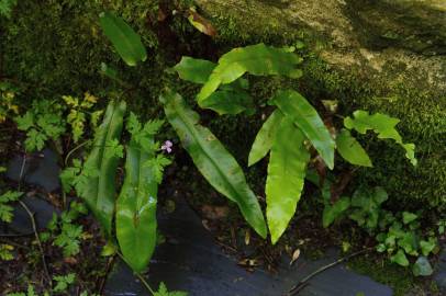 Fotografia da espécie Phyllitis scolopendrium subesp. scolopendrium