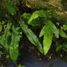 Fotografia 7 da espécie Phyllitis scolopendrium subesp. scolopendrium do Jardim Botânico UTAD