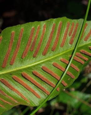 Fotografia 8 da espécie Phyllitis scolopendrium subesp. scolopendrium no Jardim Botânico UTAD