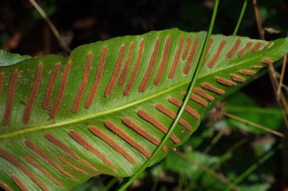 Fotografia da espécie Phyllitis scolopendrium subesp. scolopendrium