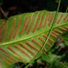 Fotografia 8 da espécie Phyllitis scolopendrium subesp. scolopendrium do Jardim Botânico UTAD