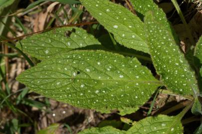 Fotografia da espécie Pentaglottis sempervirens