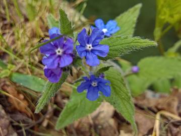 Fotografia da espécie Pentaglottis sempervirens