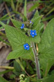 Fotografia da espécie Pentaglottis sempervirens