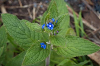 Fotografia da espécie Pentaglottis sempervirens