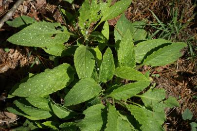 Fotografia da espécie Pentaglottis sempervirens