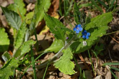 Fotografia da espécie Pentaglottis sempervirens