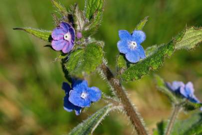 Fotografia da espécie Pentaglottis sempervirens