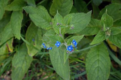 Fotografia da espécie Pentaglottis sempervirens