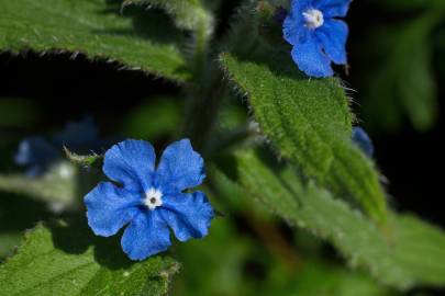 Fotografia da espécie Pentaglottis sempervirens