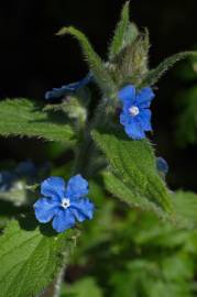 Fotografia da espécie Pentaglottis sempervirens