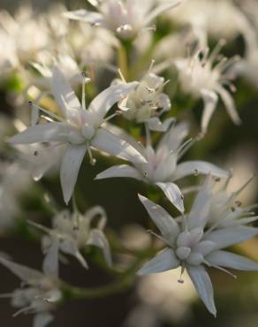 Fotografia 1 da espécie Crassula lactea no Jardim Botânico UTAD