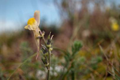 Fotografia da espécie Linaria polygalifolia subesp. polygalifolia