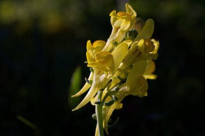 Fotografia da espécie Linaria polygalifolia subesp. polygalifolia