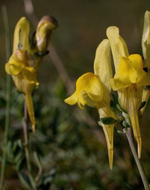 Fotografia 5 da espécie Linaria polygalifolia subesp. polygalifolia no Jardim Botânico UTAD