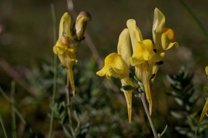 Fotografia da espécie Linaria polygalifolia subesp. polygalifolia