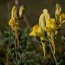 Fotografia 5 da espécie Linaria polygalifolia subesp. polygalifolia do Jardim Botânico UTAD