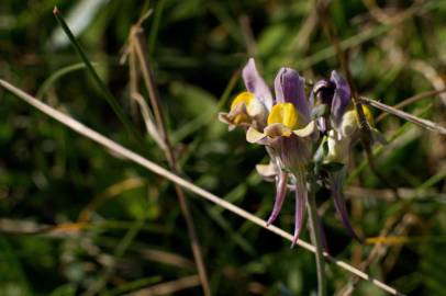 Fotografia da espécie Linaria polygalifolia subesp. polygalifolia