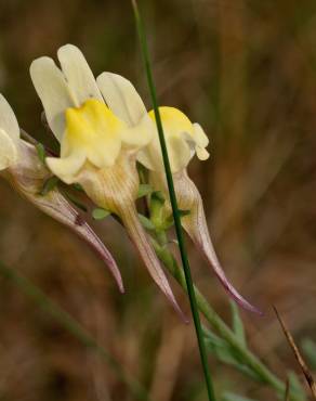 Fotografia 7 da espécie Linaria polygalifolia subesp. polygalifolia no Jardim Botânico UTAD