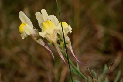 Fotografia da espécie Linaria polygalifolia subesp. polygalifolia