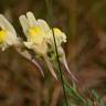 Fotografia 7 da espécie Linaria polygalifolia subesp. polygalifolia do Jardim Botânico UTAD