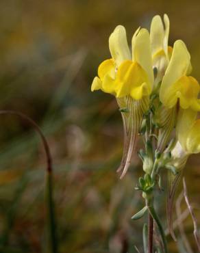 Fotografia 8 da espécie Linaria polygalifolia subesp. polygalifolia no Jardim Botânico UTAD