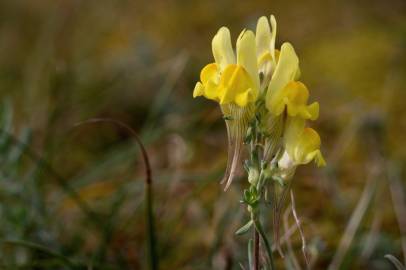 Fotografia da espécie Linaria polygalifolia subesp. polygalifolia