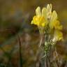 Fotografia 8 da espécie Linaria polygalifolia subesp. polygalifolia do Jardim Botânico UTAD