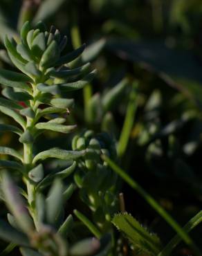 Fotografia 9 da espécie Linaria polygalifolia subesp. polygalifolia no Jardim Botânico UTAD