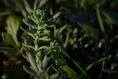 Fotografia da espécie Linaria polygalifolia subesp. polygalifolia