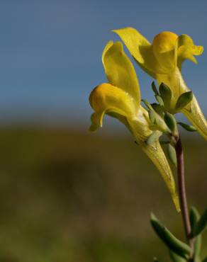 Fotografia 10 da espécie Linaria polygalifolia subesp. polygalifolia no Jardim Botânico UTAD