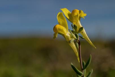 Fotografia da espécie Linaria polygalifolia subesp. polygalifolia