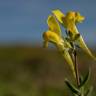 Fotografia 10 da espécie Linaria polygalifolia subesp. polygalifolia do Jardim Botânico UTAD