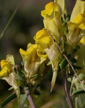 Fotografia 12 da espécie Linaria polygalifolia subesp. polygalifolia no Jardim Botânico UTAD