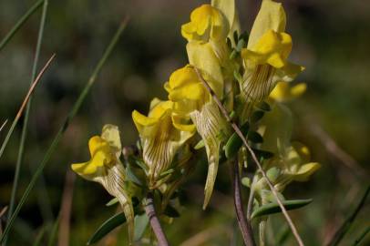 Fotografia da espécie Linaria polygalifolia subesp. polygalifolia