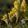 Fotografia 12 da espécie Linaria polygalifolia subesp. polygalifolia do Jardim Botânico UTAD