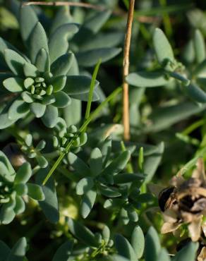 Fotografia 13 da espécie Linaria polygalifolia subesp. polygalifolia no Jardim Botânico UTAD