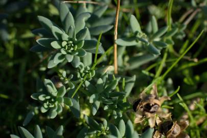 Fotografia da espécie Linaria polygalifolia subesp. polygalifolia