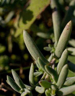 Fotografia 14 da espécie Linaria polygalifolia subesp. polygalifolia no Jardim Botânico UTAD