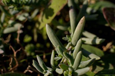 Fotografia da espécie Linaria polygalifolia subesp. polygalifolia